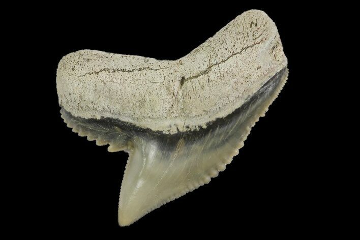 Fossil Tiger Shark (Galeocerdo) Tooth - Aurora, NC #179044